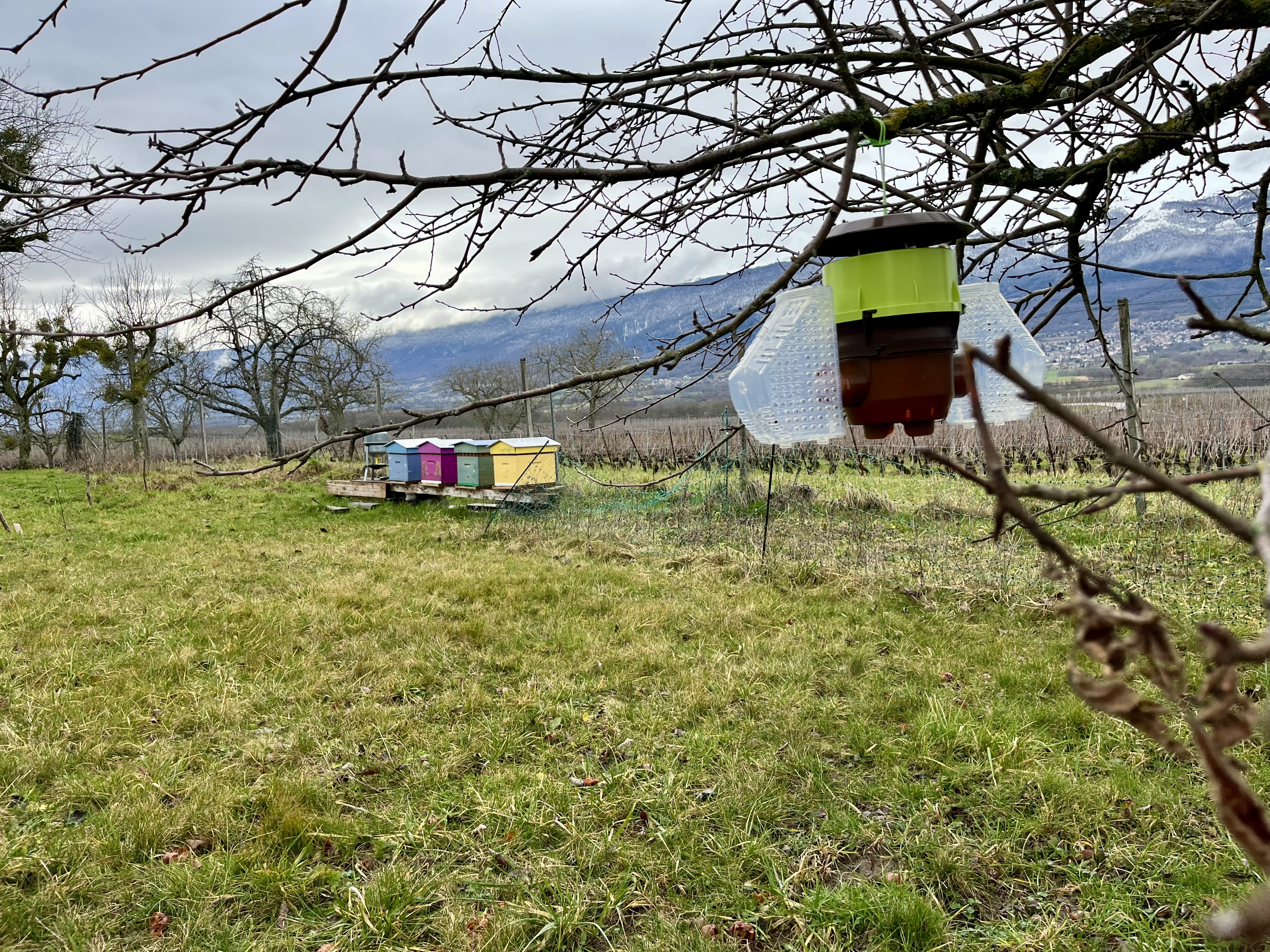 L'hiver et les abeilles au rucher de Choully à Satigny dans le canton de Genève L'hiver et les abeilles au rucher de Choully à Satigny dans le canton de Genève