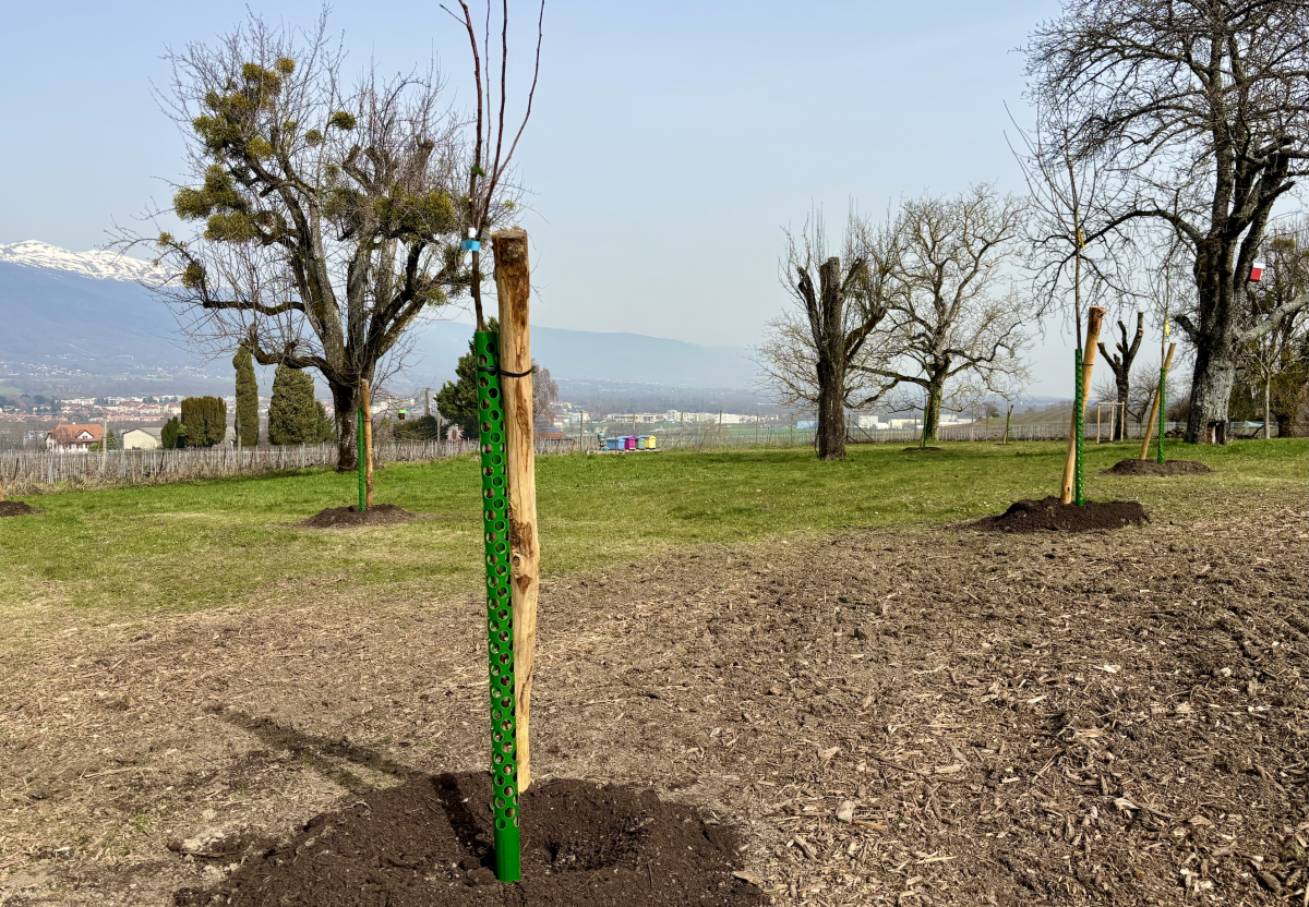 Pose de pièges sélectifs à frelon asiatique auuches du Rucher de Choully à Satigny dans le canton de Genève Pose de pièges sélectifs à frelon asiatique auuches du Rucher de Choully à Satigny dans le canton de Genève